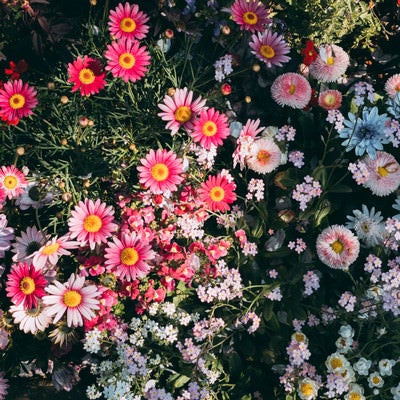 赤いお花が彩る花壇の写真