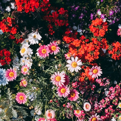 日が傾いた頃の花壇の写真