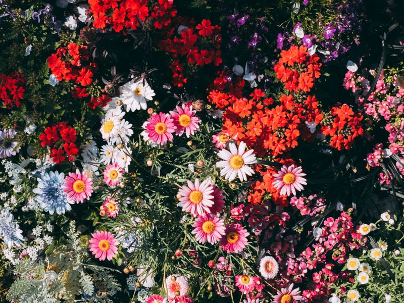 日が傾いた頃の花壇の写真