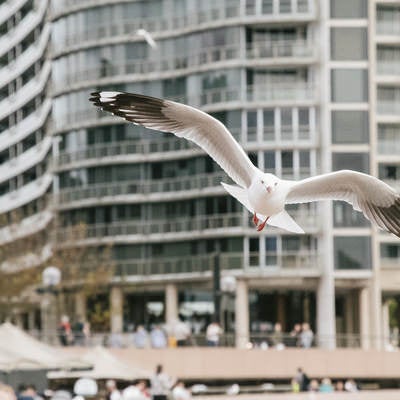 観光地で飛び立つかもめバッサーの写真