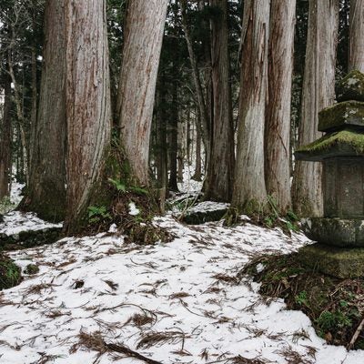 大乗妙典一字一石書写碑と法華多宝塔側の背後から見る杉並木の写真