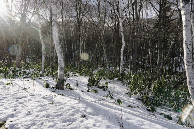 日が差し込んだ雪に埋もれる白樺の林の写真