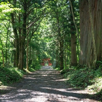 真っすぐに伸びる参道の先に見える朱色の隋神門の写真