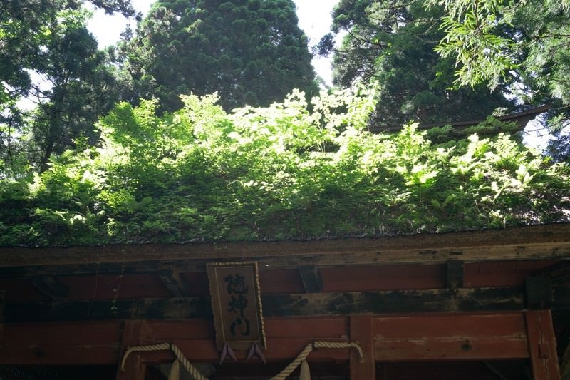 多くの草に覆われた隋神門の茅葺の屋根の写真