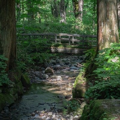 参道横を流れる小川にかかる小さな橋の写真