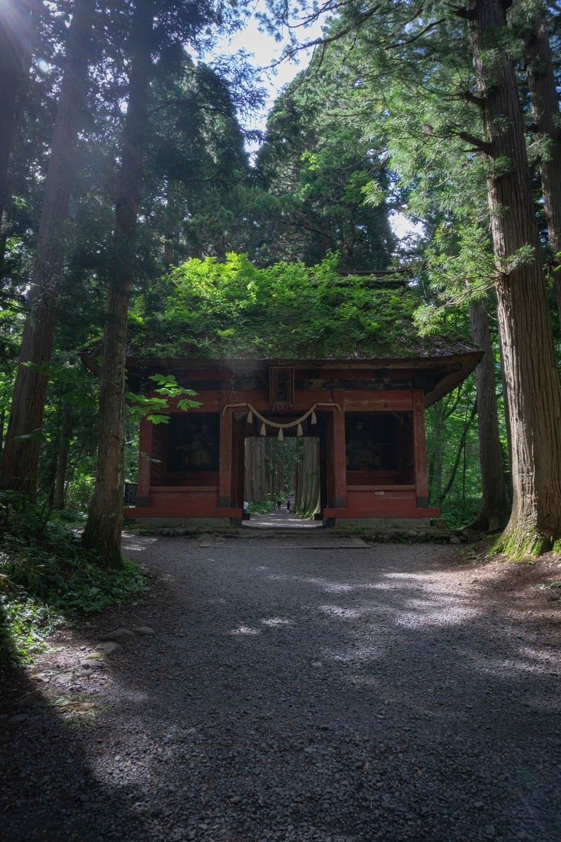 夏の信州の陽がこぼれる随神門の茅葺屋根の緑の写真