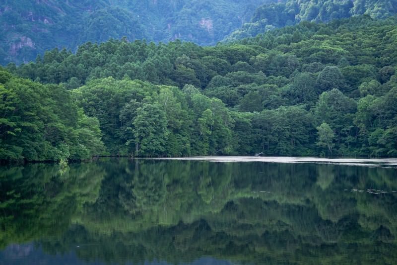 緑に包まれる夏の鏡池の写真