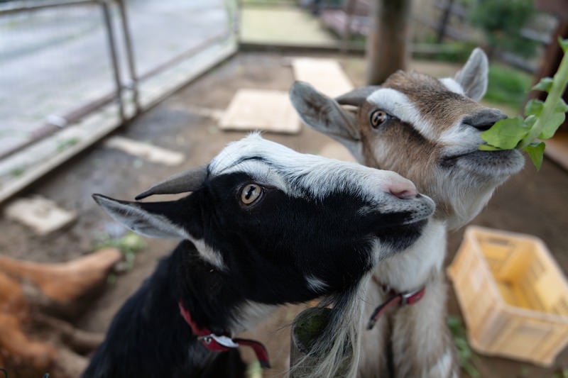 無心で餌を食べるヤギ二頭の写真