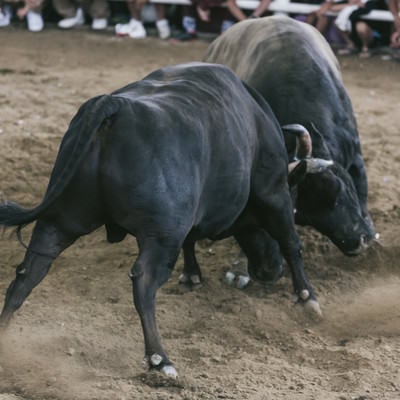 二頭の雄牛がガチバトル（闘牛の様子）の写真