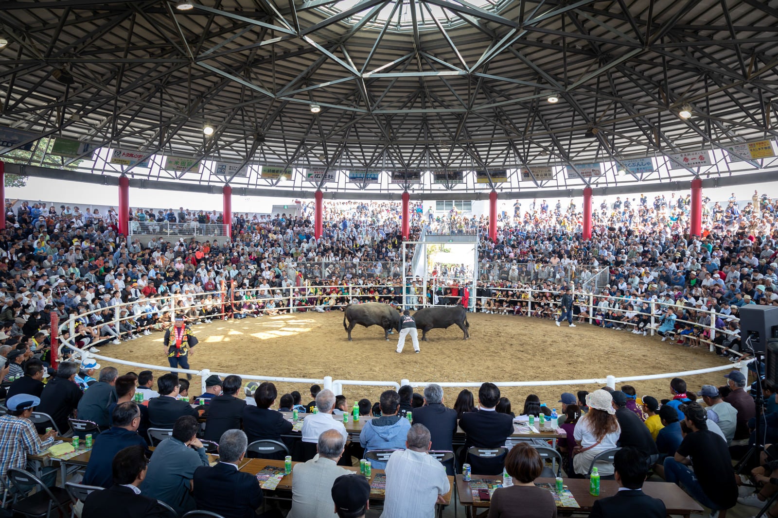 「超満員の闘牛場（徳之島なくさみ館）」の写真