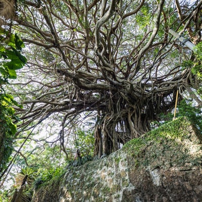 樹齢300年のガジュマルと石垣の写真