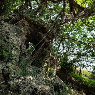 湾屋洞窟（ウンブキ）のガジュマルの写真