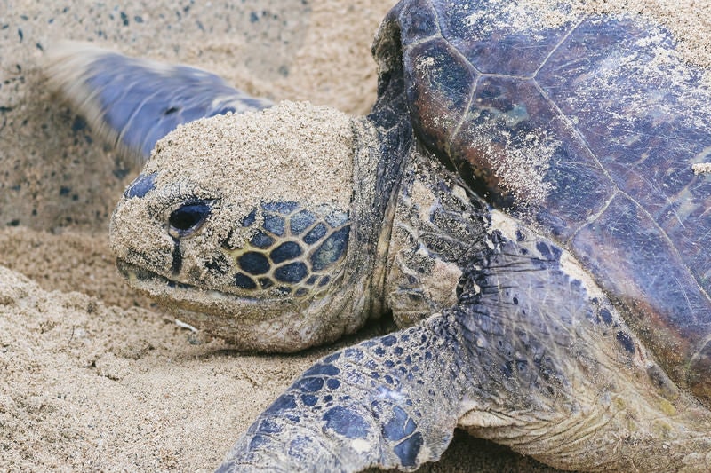 産卵で涙を流すウミガメの写真