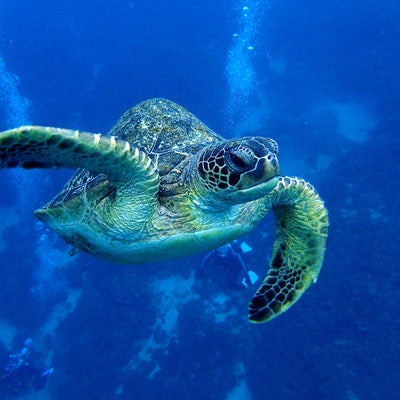 海中を泳ぐウミガメの写真