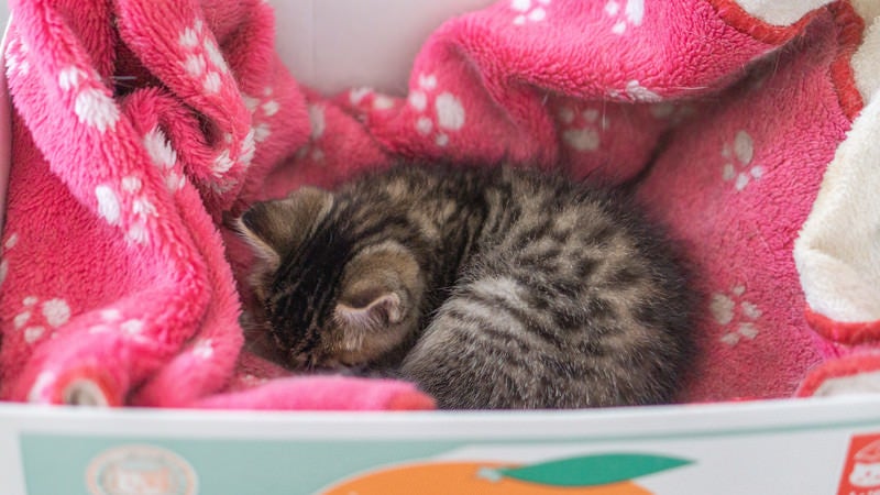 モーフに包まれた猫ちゃんの写真