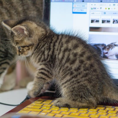 子猫が邪魔でパソコンが使えません...の写真