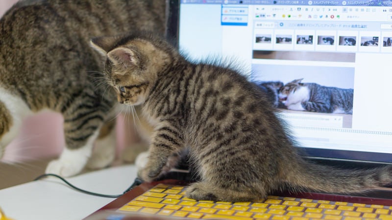 子猫が邪魔でパソコンが使えません...の写真