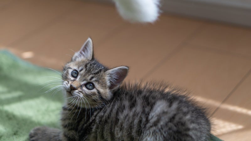 子猫の気を引くの写真