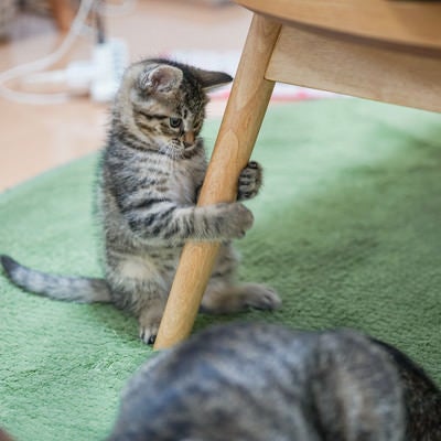 親猫に相手されずに椅子の足にしがみ付く子猫の写真