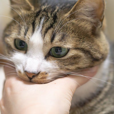 おもちゃを飲み込んでしまった猫の写真