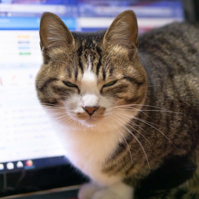 PCのやりすぎでこんな顔になっていませんか？（猫）の写真