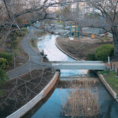 公園内を流れる小川（横川）の写真