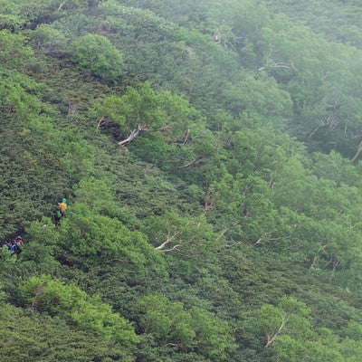 山の中を歩く登山者（乗鞍新登山道）の写真