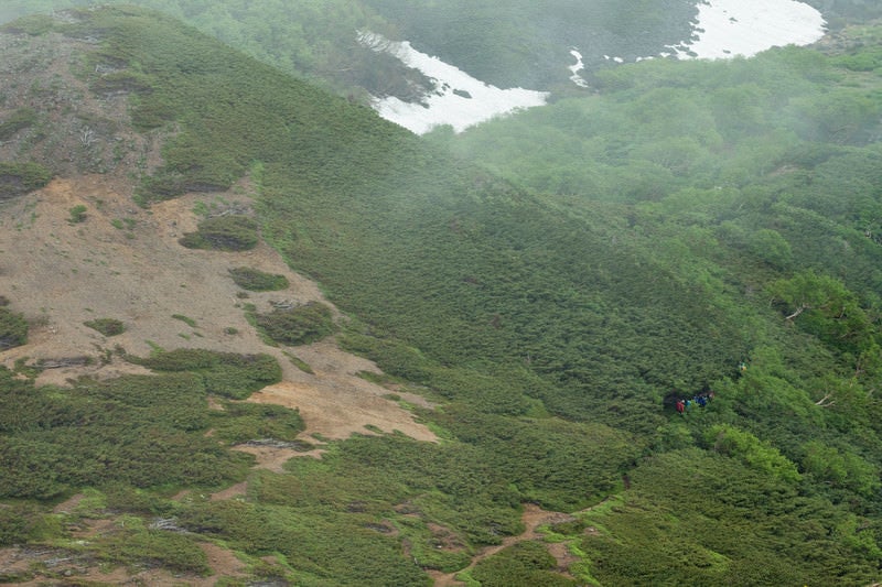 新緑の乗鞍新登山道を歩く登山者の写真