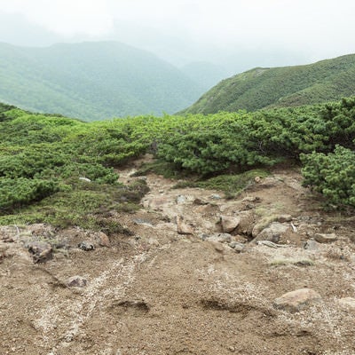 低木しか育たない標高が高い登山道の写真