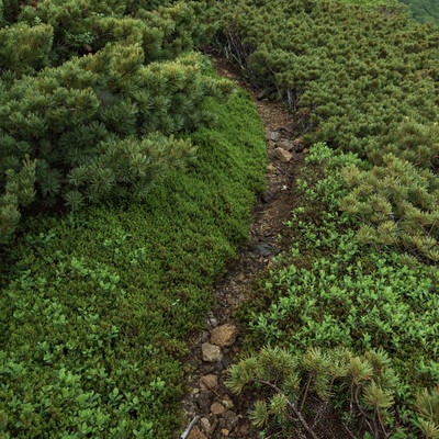 乗鞍新登山道の細道の写真