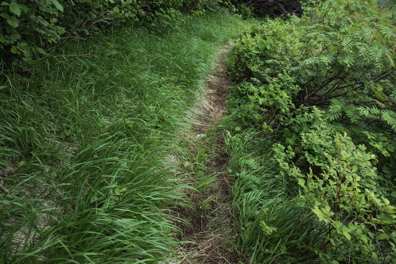 草が生い茂る乗鞍新登山道の写真