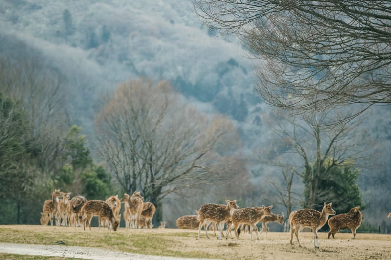 散歩するシカの群れの写真