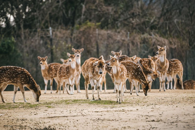 何かの気配に感付く数頭のシカの写真