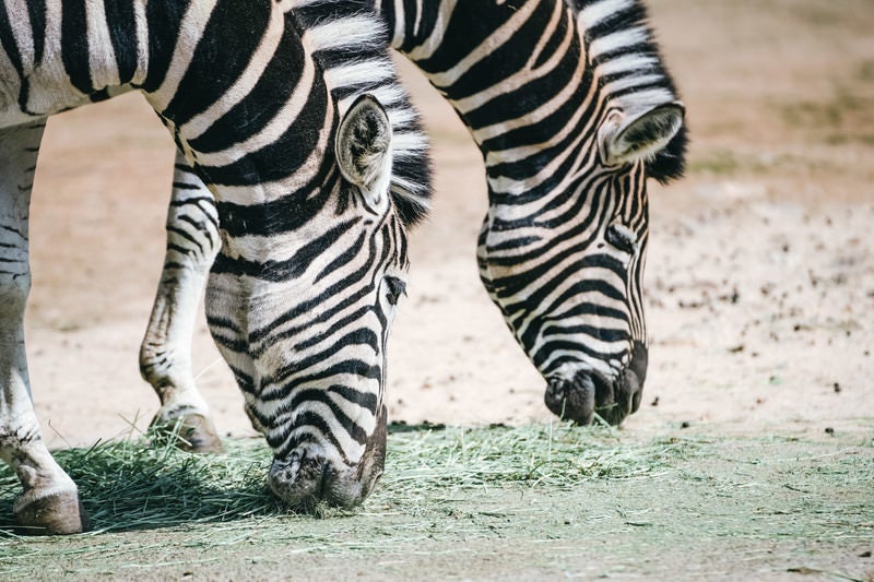 餌を頬張るシマウマの写真