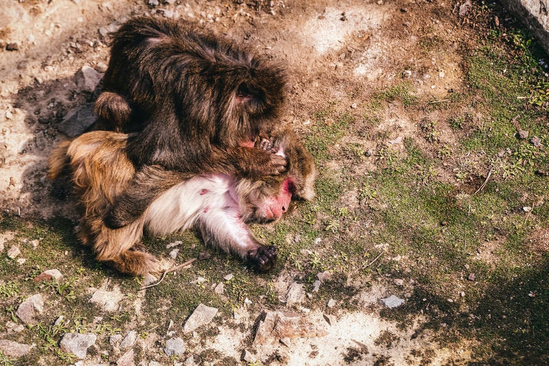 犯人はヤス...の写真