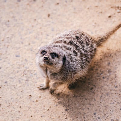 餌をねだるミーアキャットの写真