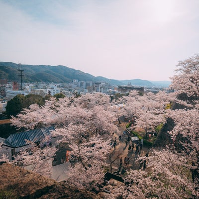 津山城（鶴山公園）の桜と市街地の写真