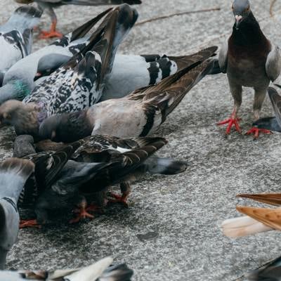 餌に群がる鳩さんの写真