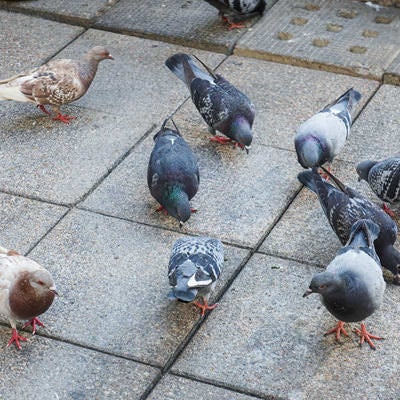 路面に落ちた餌を物色する鳩の写真