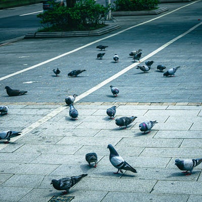 路上の鳩たちの写真