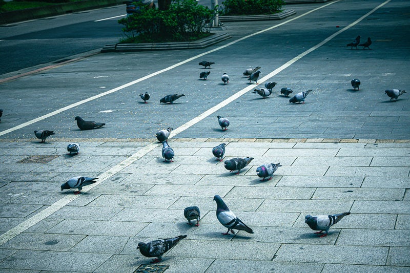 路上の鳩たちの写真