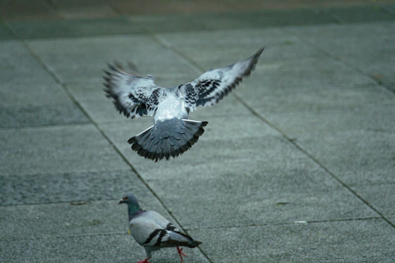 鳩（バッサー）の写真