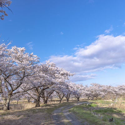 福島の笹原川沿いに咲き誇る千本桜の美しき風景の写真