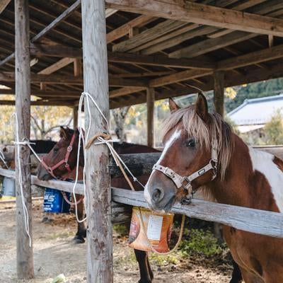 厩舎に繋がれた流鏑馬の馬の写真