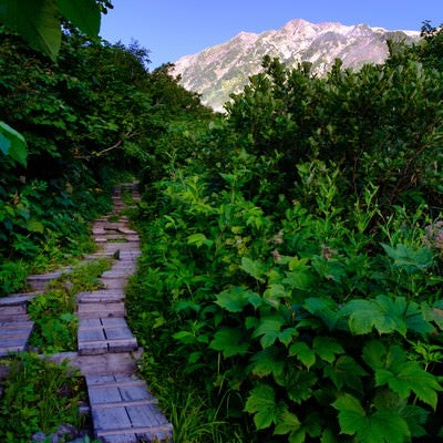 猿倉から白馬岳を目指す登山道の写真