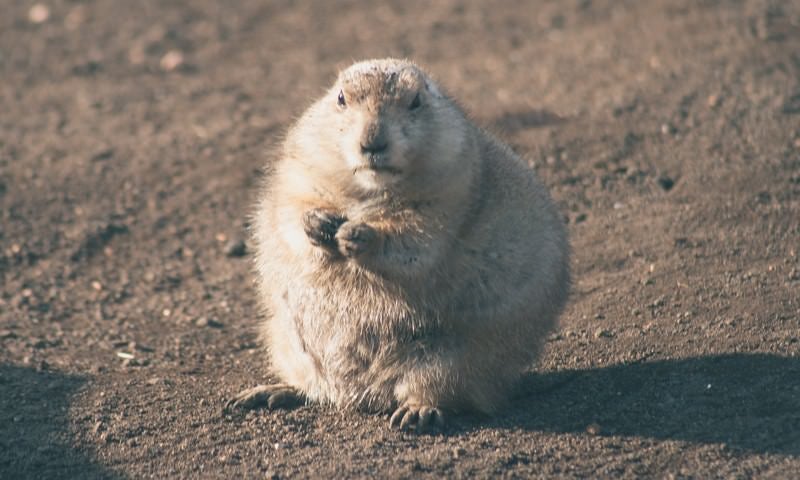 まんまる肥えたプレーリードッグの写真