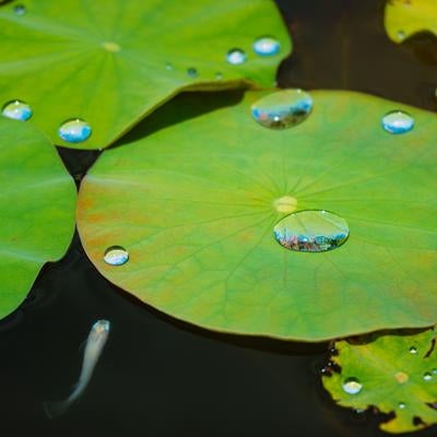 水滴を残す蓮の葉と日陰を求めるメダカの写真