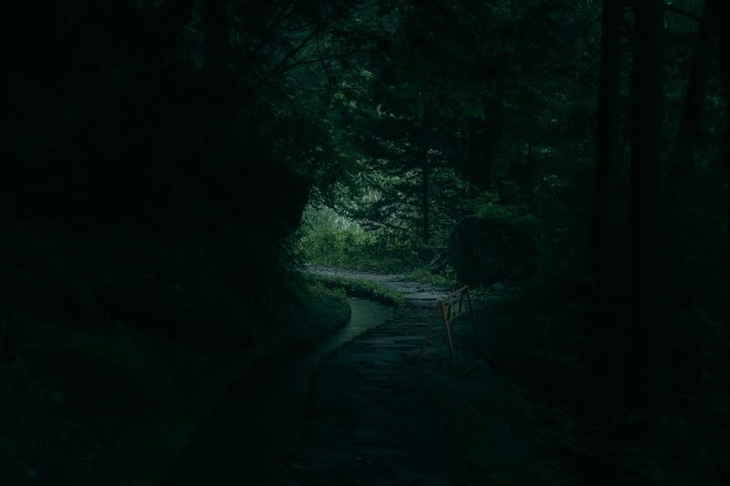 森の奥へ誘う付知峡の遊歩道の写真