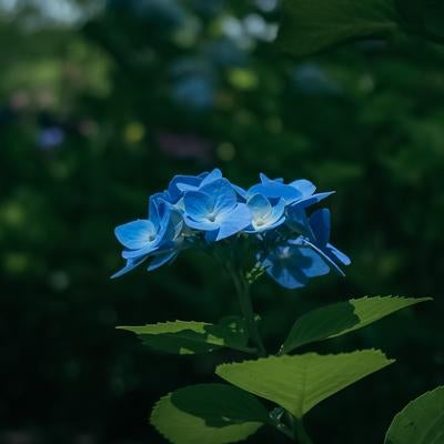 葉に伸びる紫陽花の影の写真