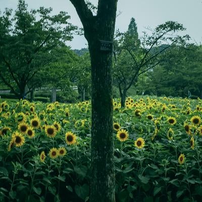 大きな木の前に広がるひまわり畑の写真